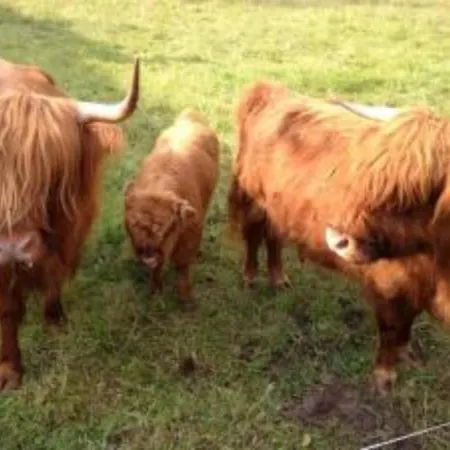 13 Ziegenheim Auf Dem Bauernhof Farm stay Kropelin