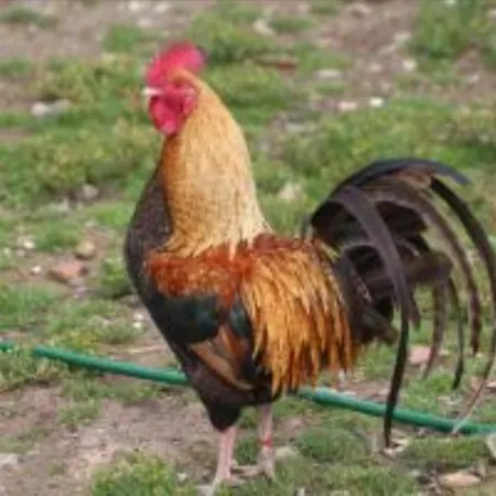 13 Ziegenheim Auf Dem Bauernhof Farma